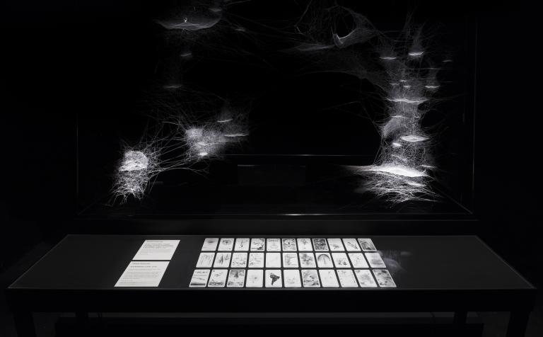 Spider/Web Pavilion 7