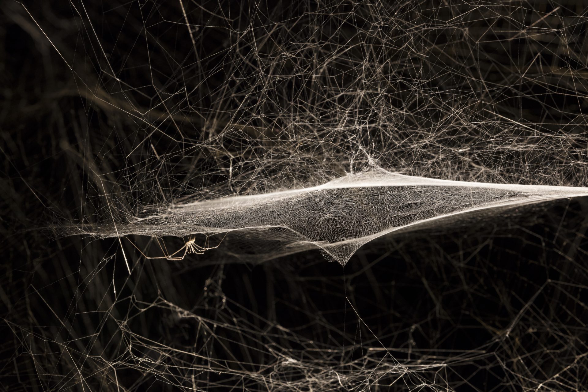 Ancestral Futures