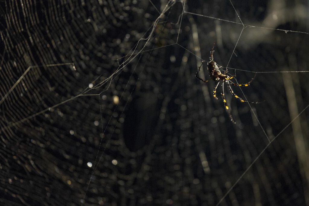 How to hear the universe in a spider/web: A live concert for/by invertebrate rights