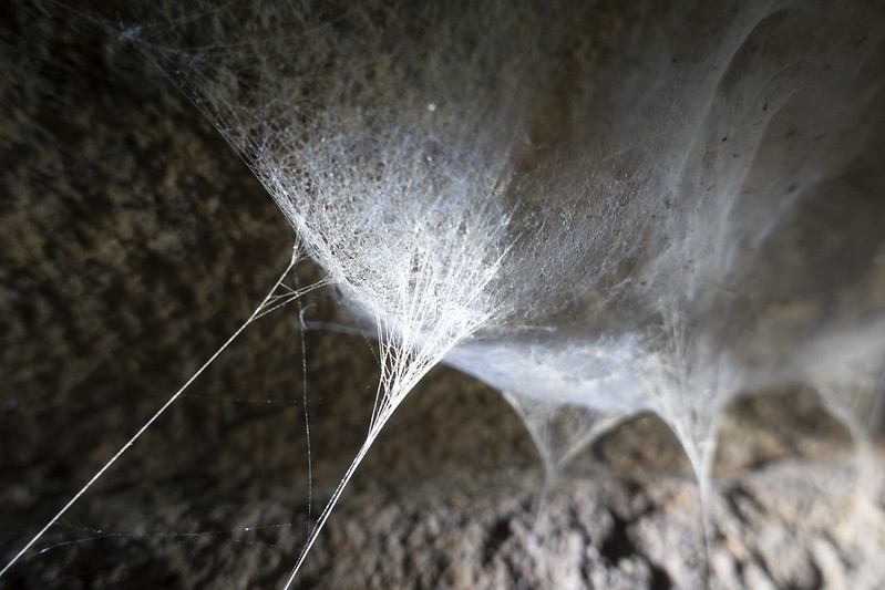 Meeting Atrax robustus and cave spiders/webs, in Australia’s Blue Mountains with Dr. Helen Smith, Dr. Jonas Wollf and Tomás Saraceno in 2018, friends of Arachnophilia. 
Photography by Studio Tomás Saraceno.