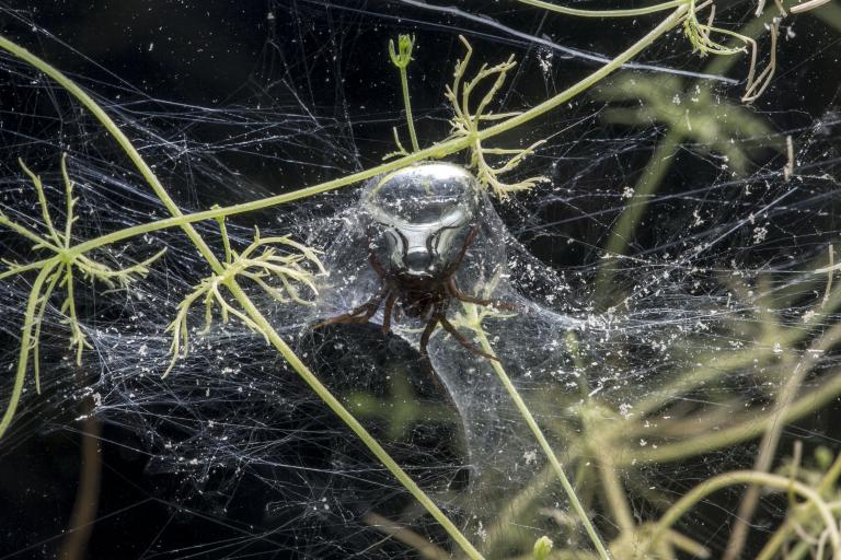 Living at the bottom of the ocean of air