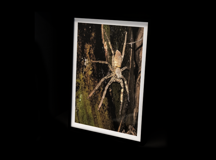 Heteropoda saracenoi