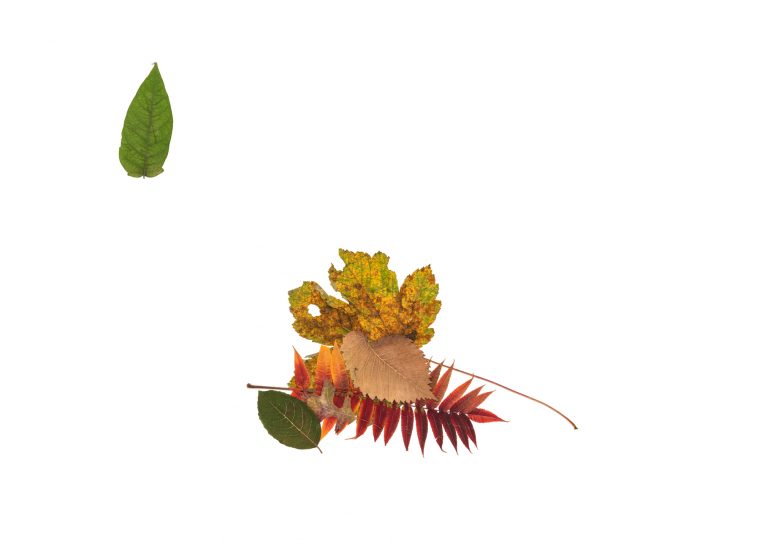 Silent Autumn / Silent Spring