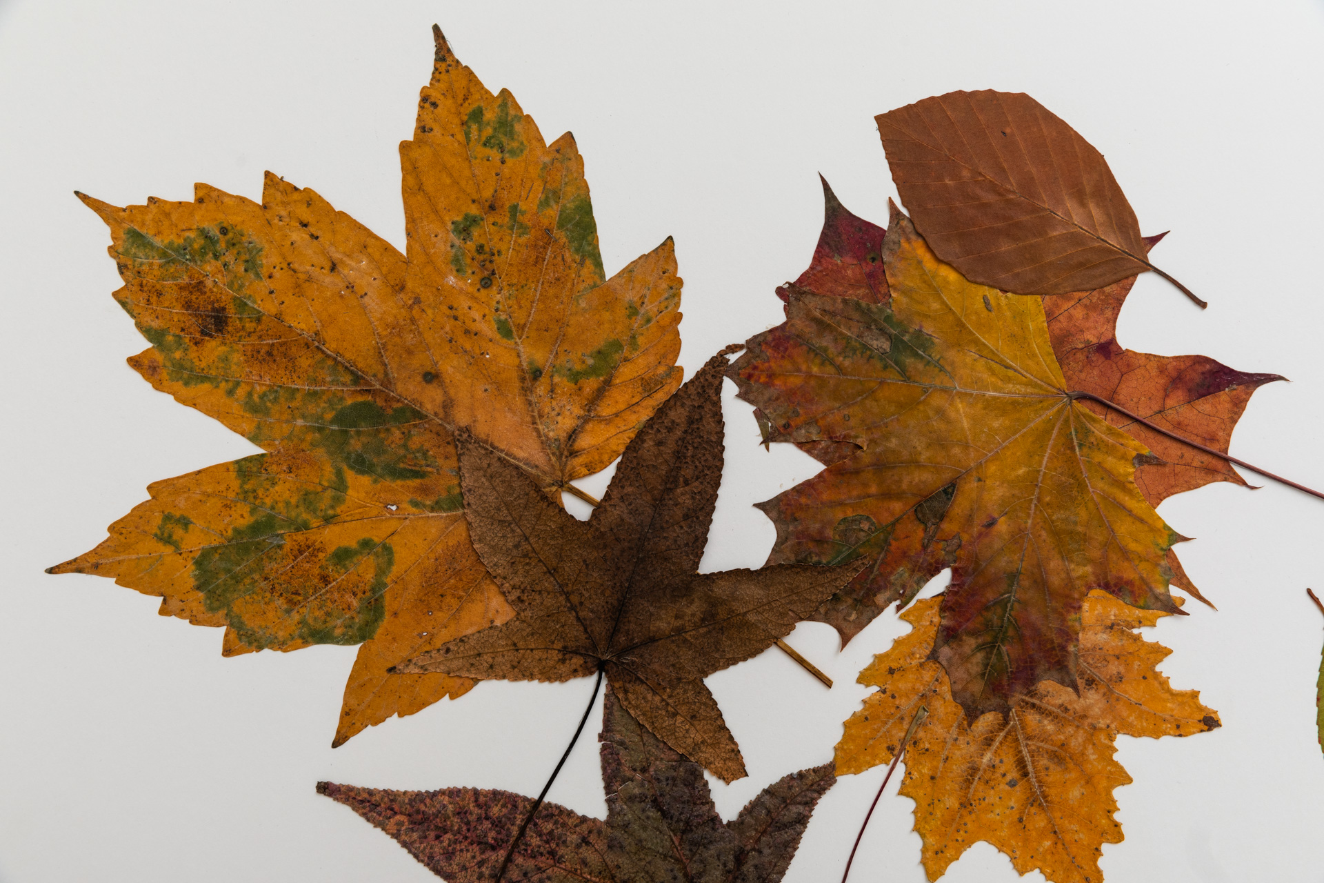 Silent Autumn (2022). Courtesy the artist, photography by Studio Tomás Saraceno.